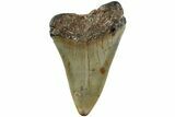 Fossil Broad-Toothed Mako Shark Tooth - North Carolina #235178-1